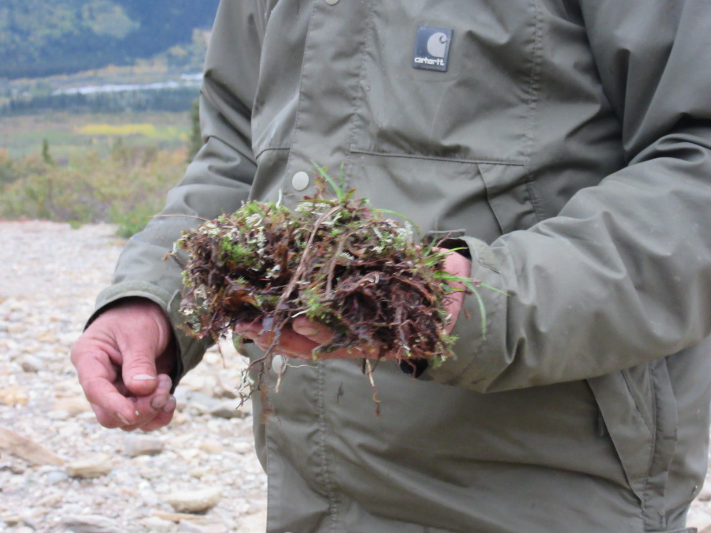 A "Reindeer Lichen" concealing an apparently delicious treat.